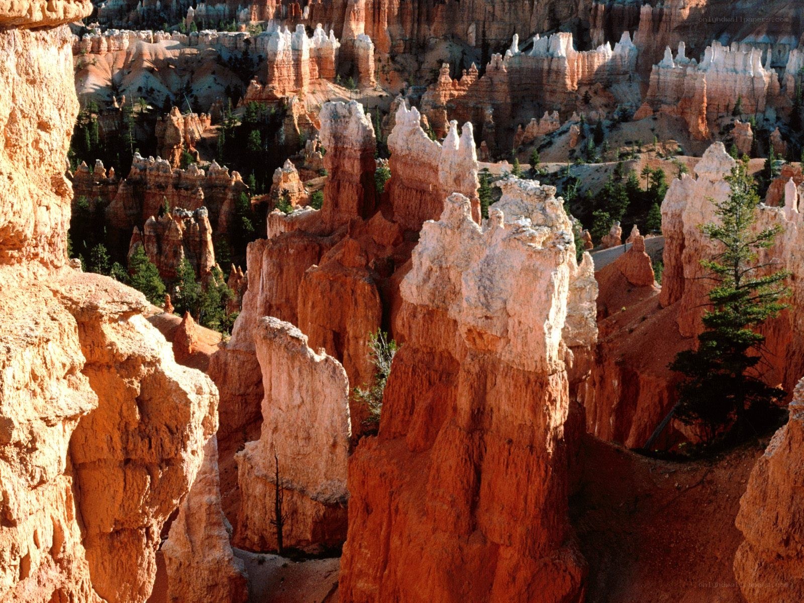 Bryce Canyon hoodoos