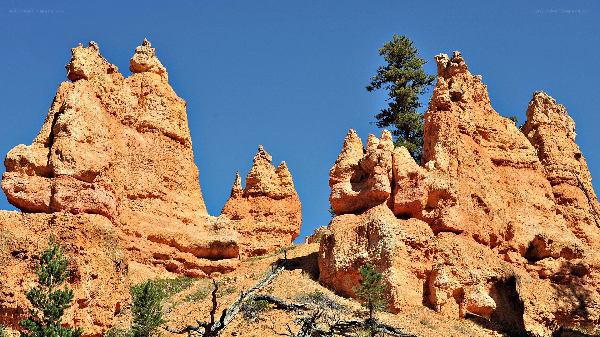 Bryce Canyon hoodoos