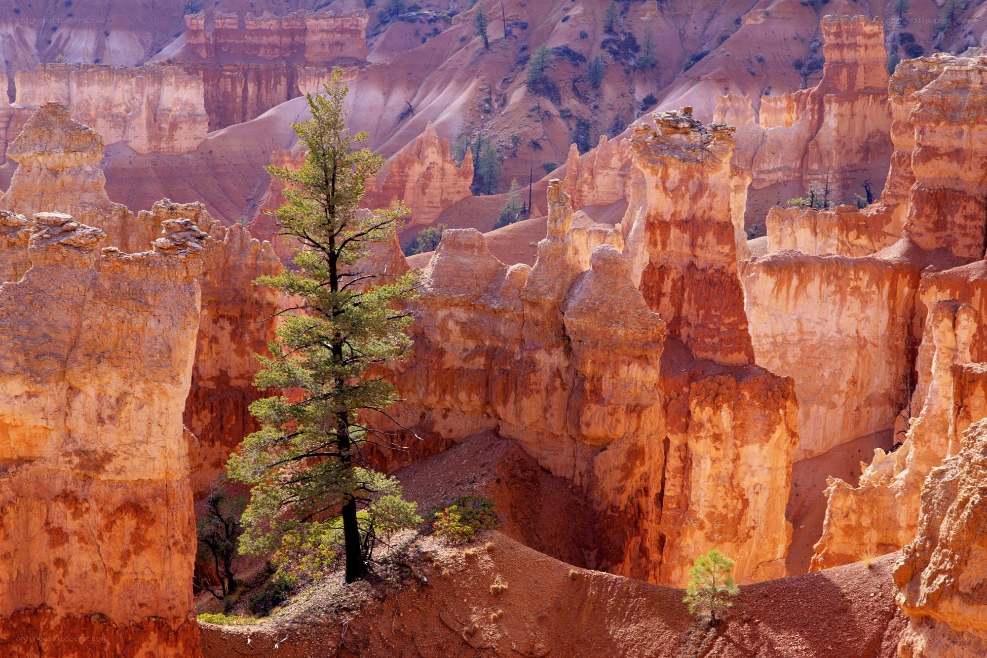 Bryce Canyon hoodoos