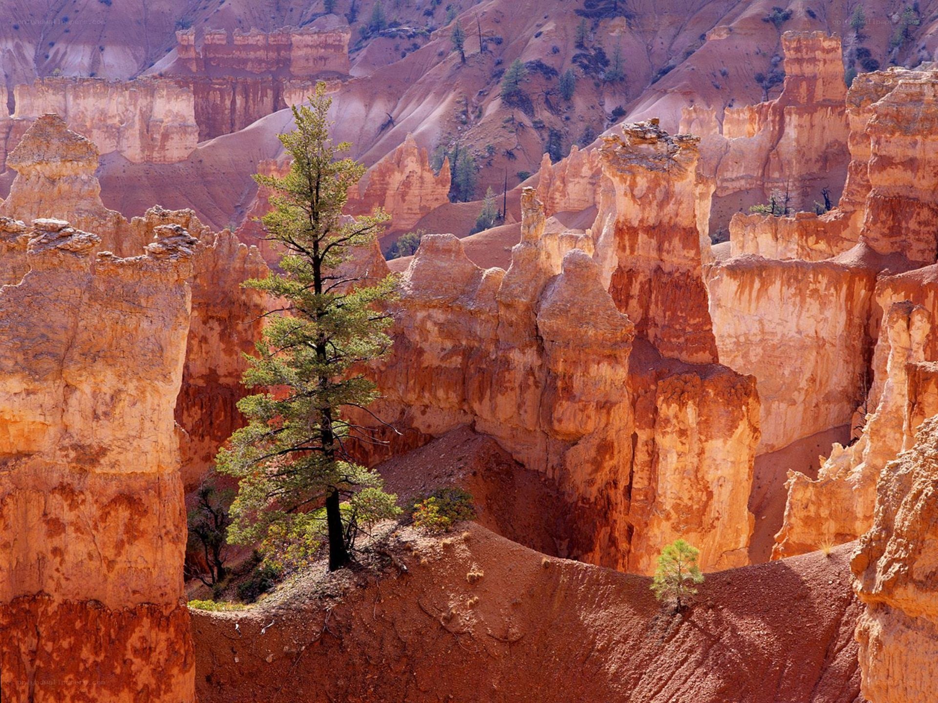 Bryce Canyon hoodoos