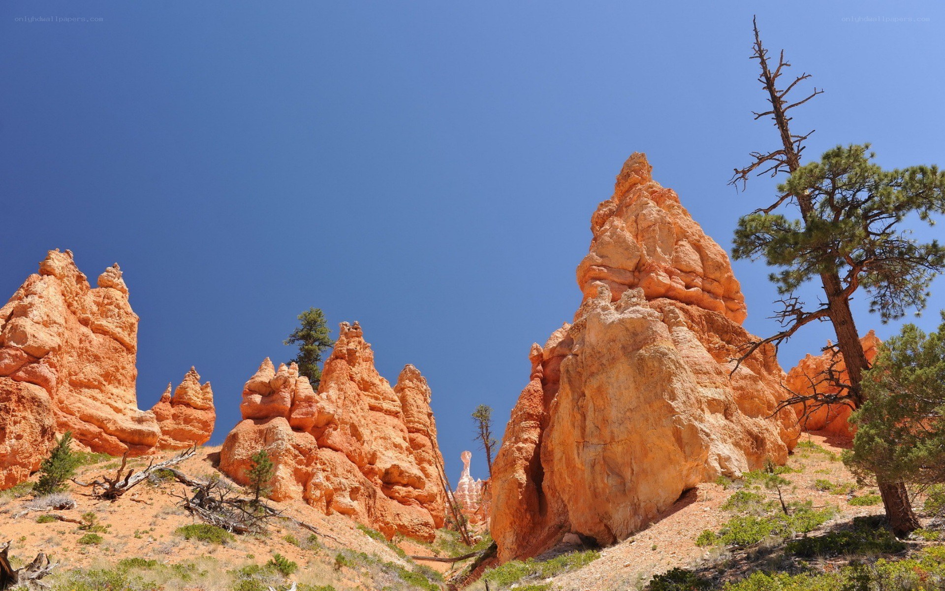 Bryce Canyon hoodoos