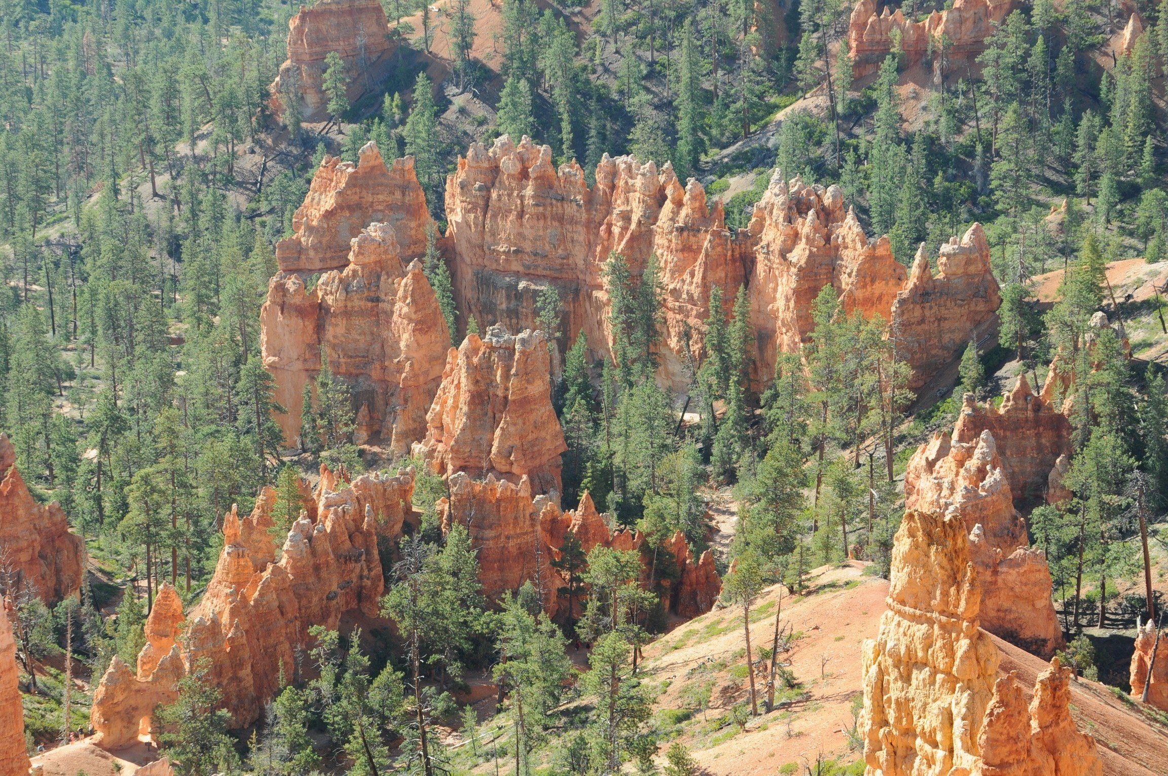 Bryce Canyon hoodoos