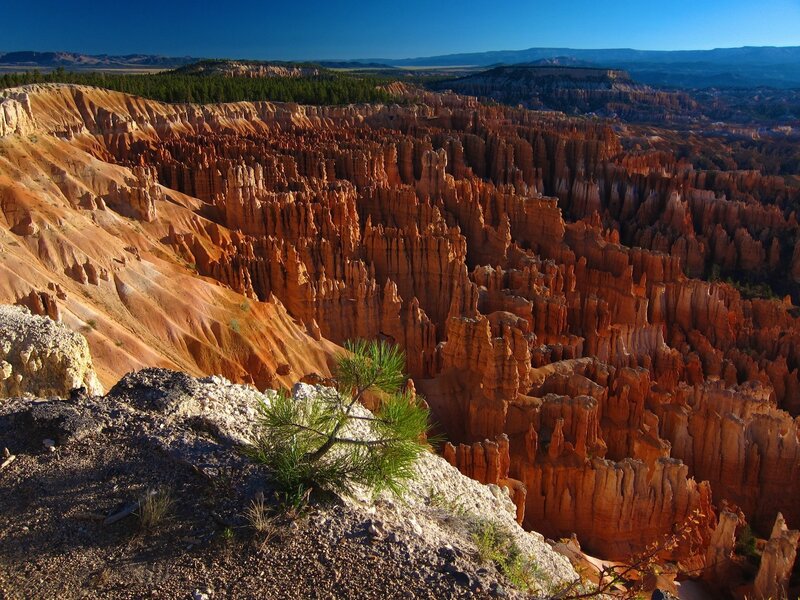 Bryce Canyon hoodoos at sunrise
