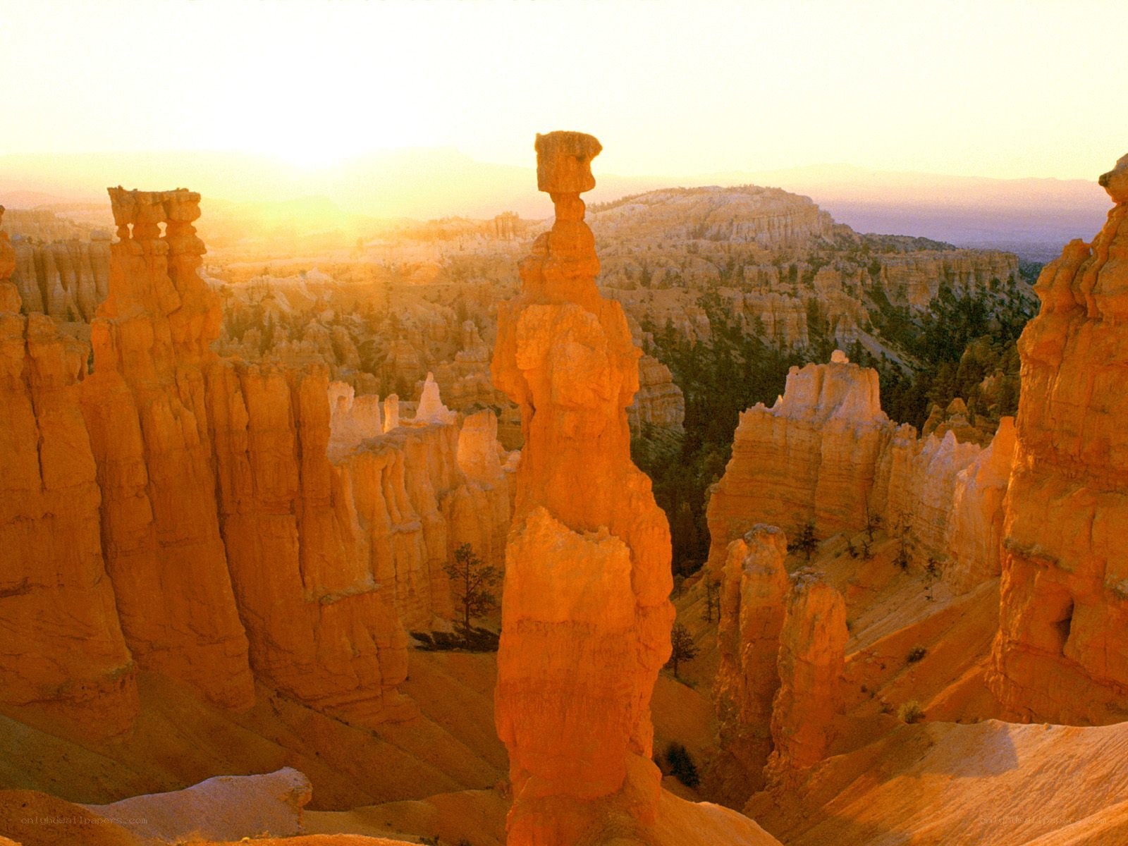 Bryce Canyon hoodoos at sunset
