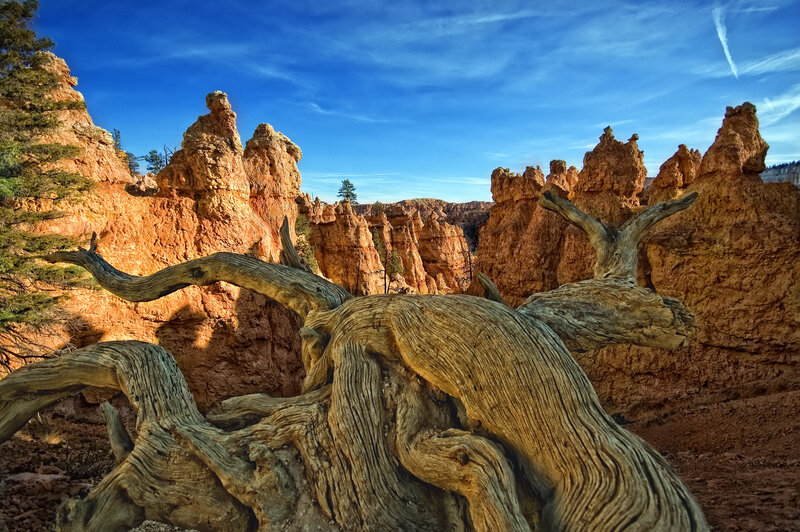 Bryce Canyon hoodoos with driftwood