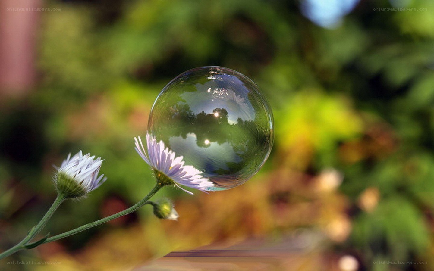 Bubble on a flower stem