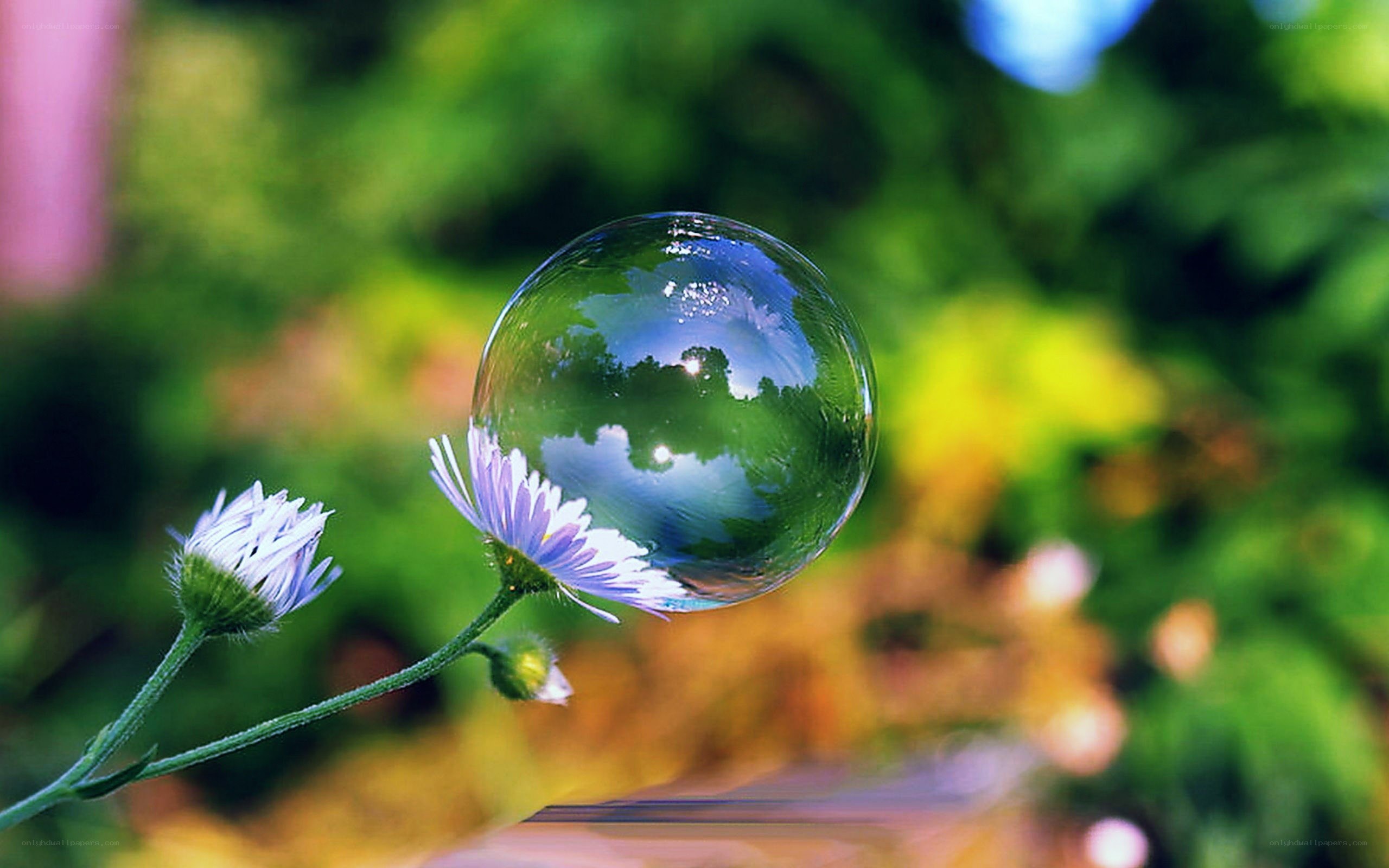 Bubble on a flower stem