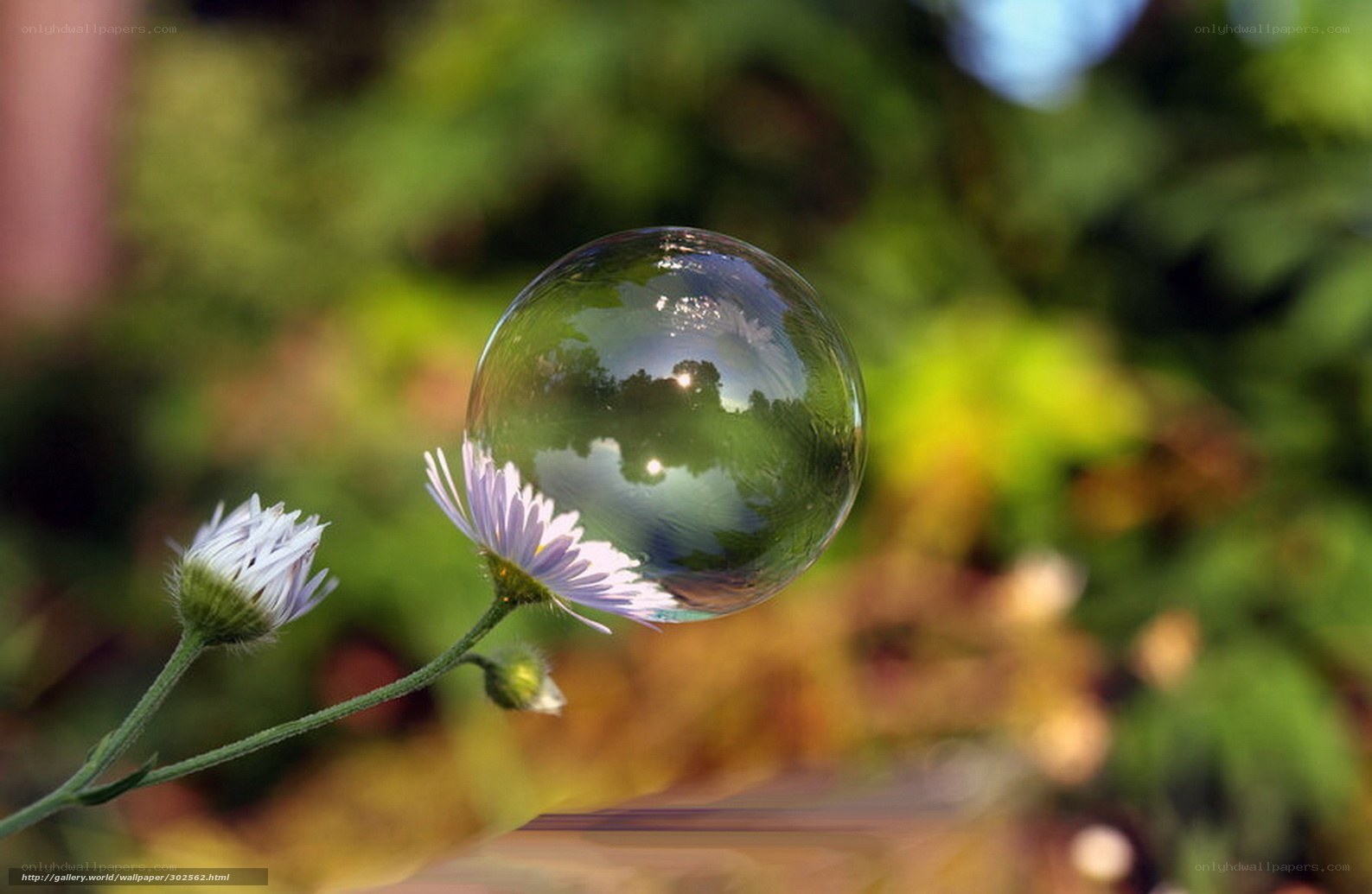 Bubble on a flower stem