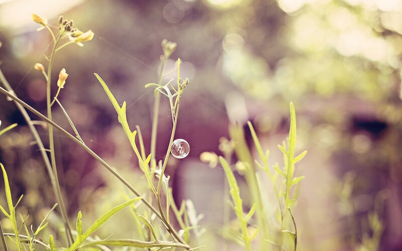 Bubble on a plant stem