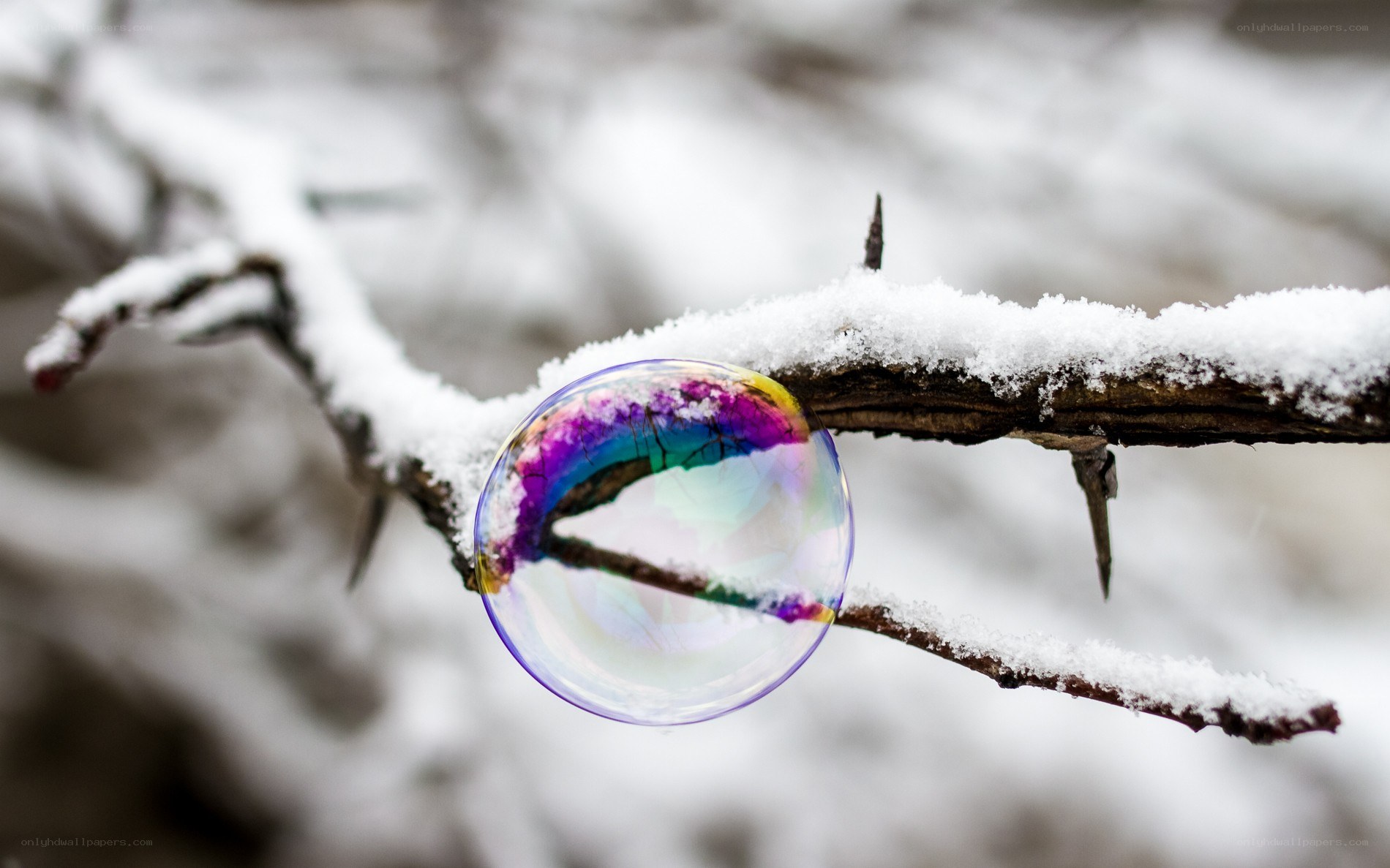 Bubble on a snowy branch