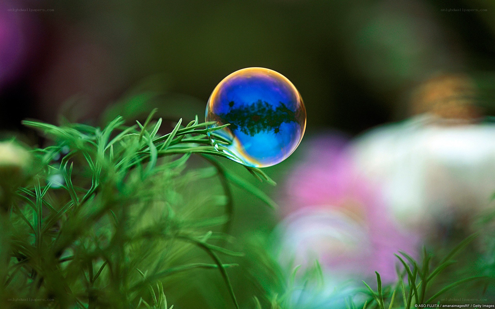 Bubble on green plant