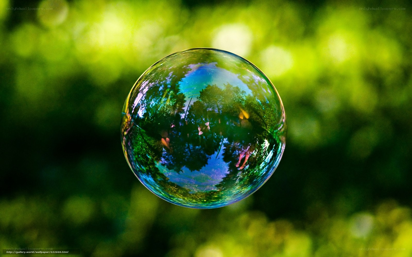 Bubble reflecting forest