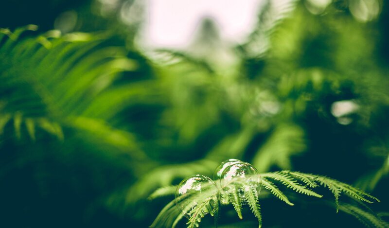 bubbles on a fern leaf