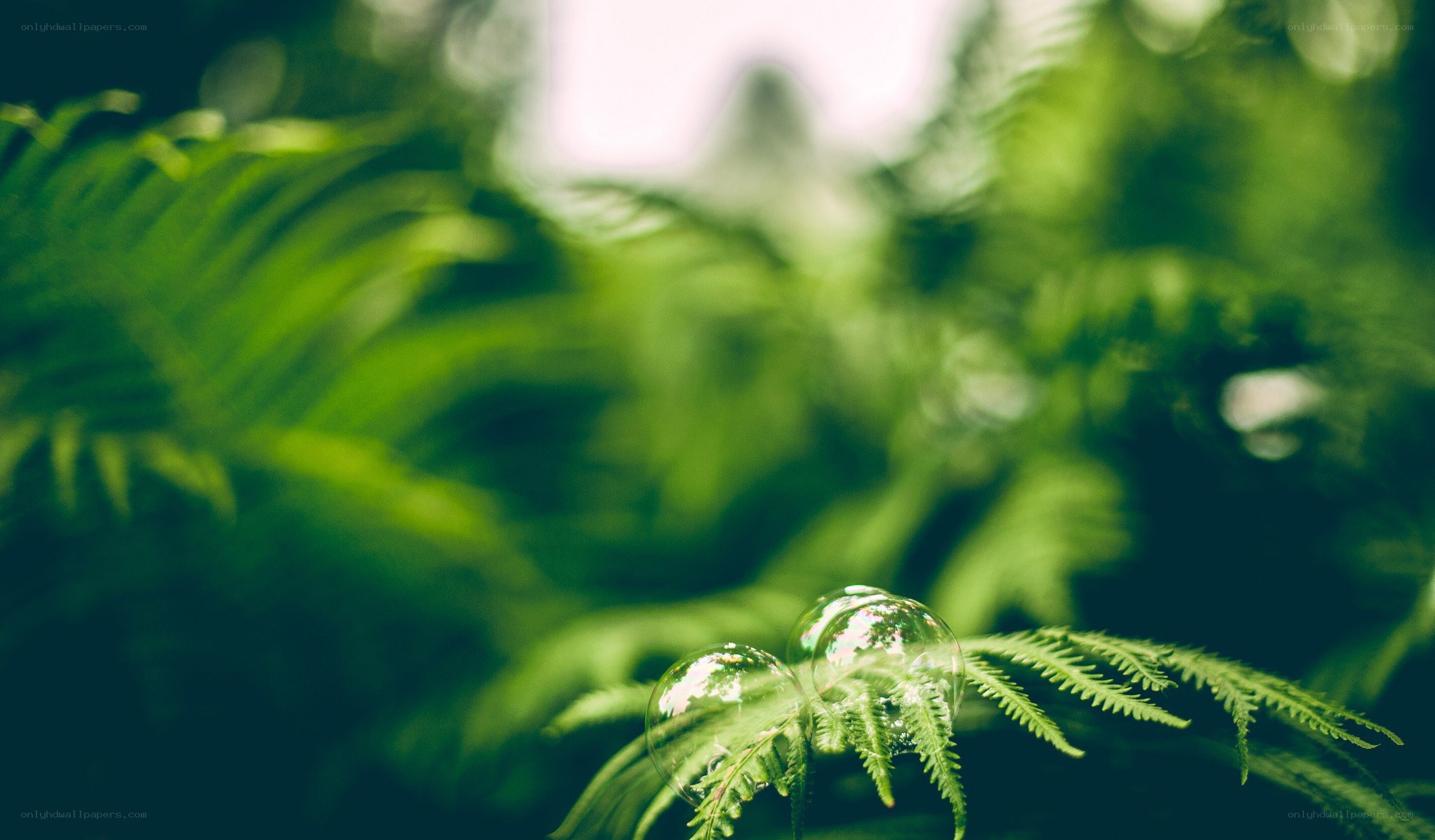 bubbles on a fern leaf
