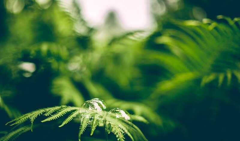 Bubbles on Fern Leaf