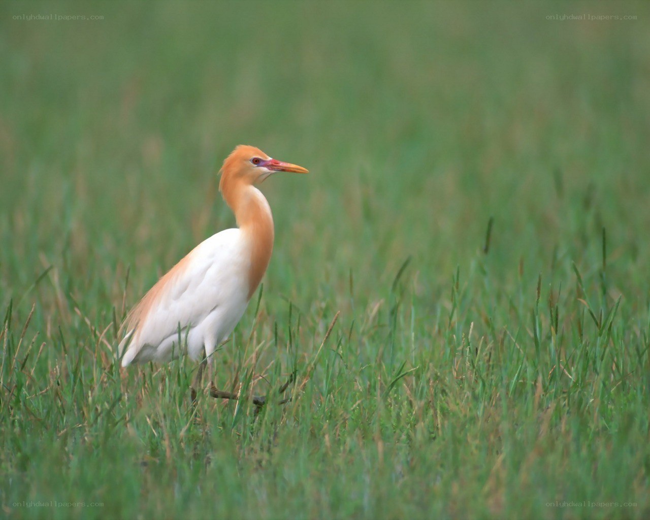Bubulcus ibis in grass