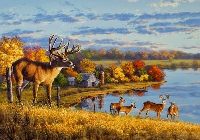 Buck and Deer Herd