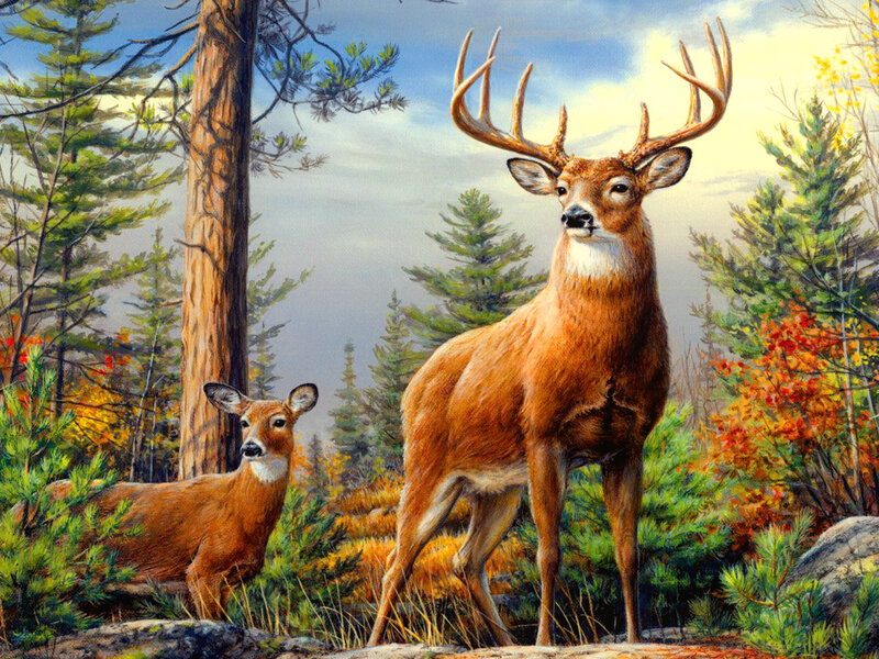 Buck and Doe in Forest