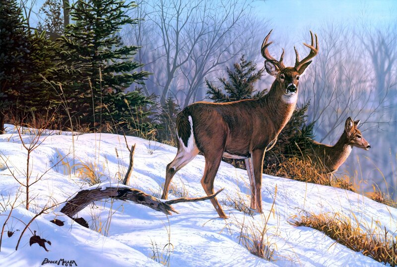 Buck and Doe in Snow