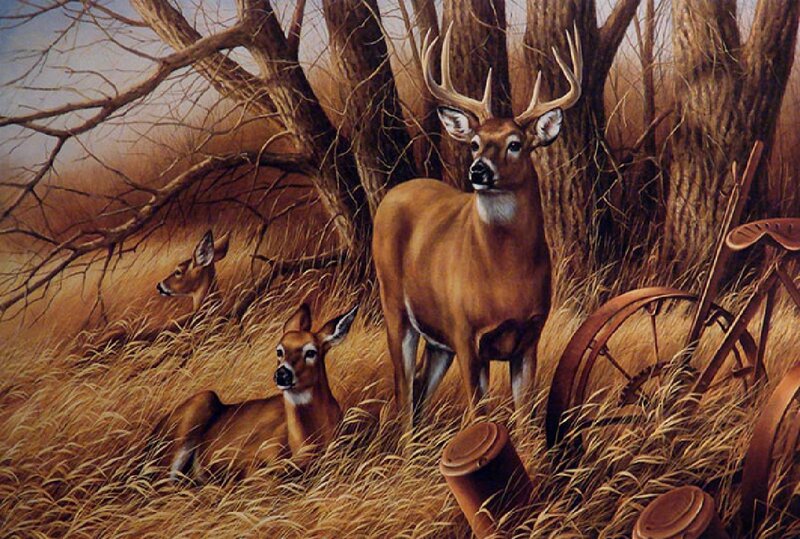 Buck and Does in Field