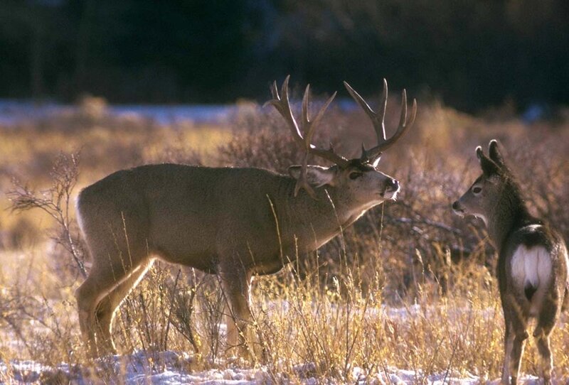 Buck and Fawn Deer