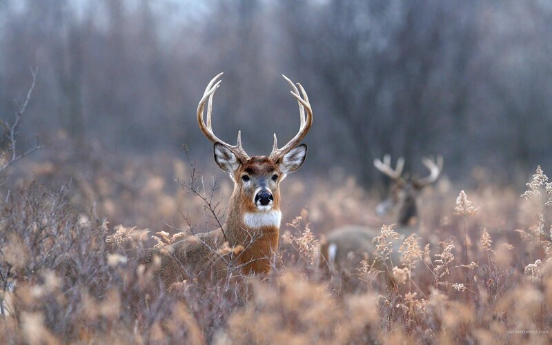 Buck Deer in Field