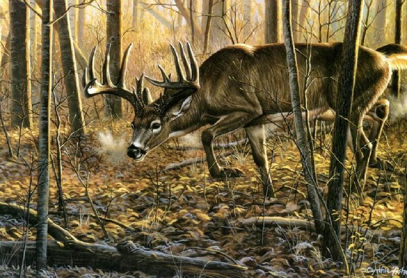 Buck Deer in Forest — Brown