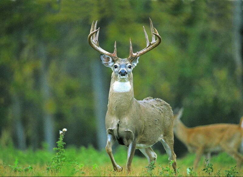 Buck deer in forest