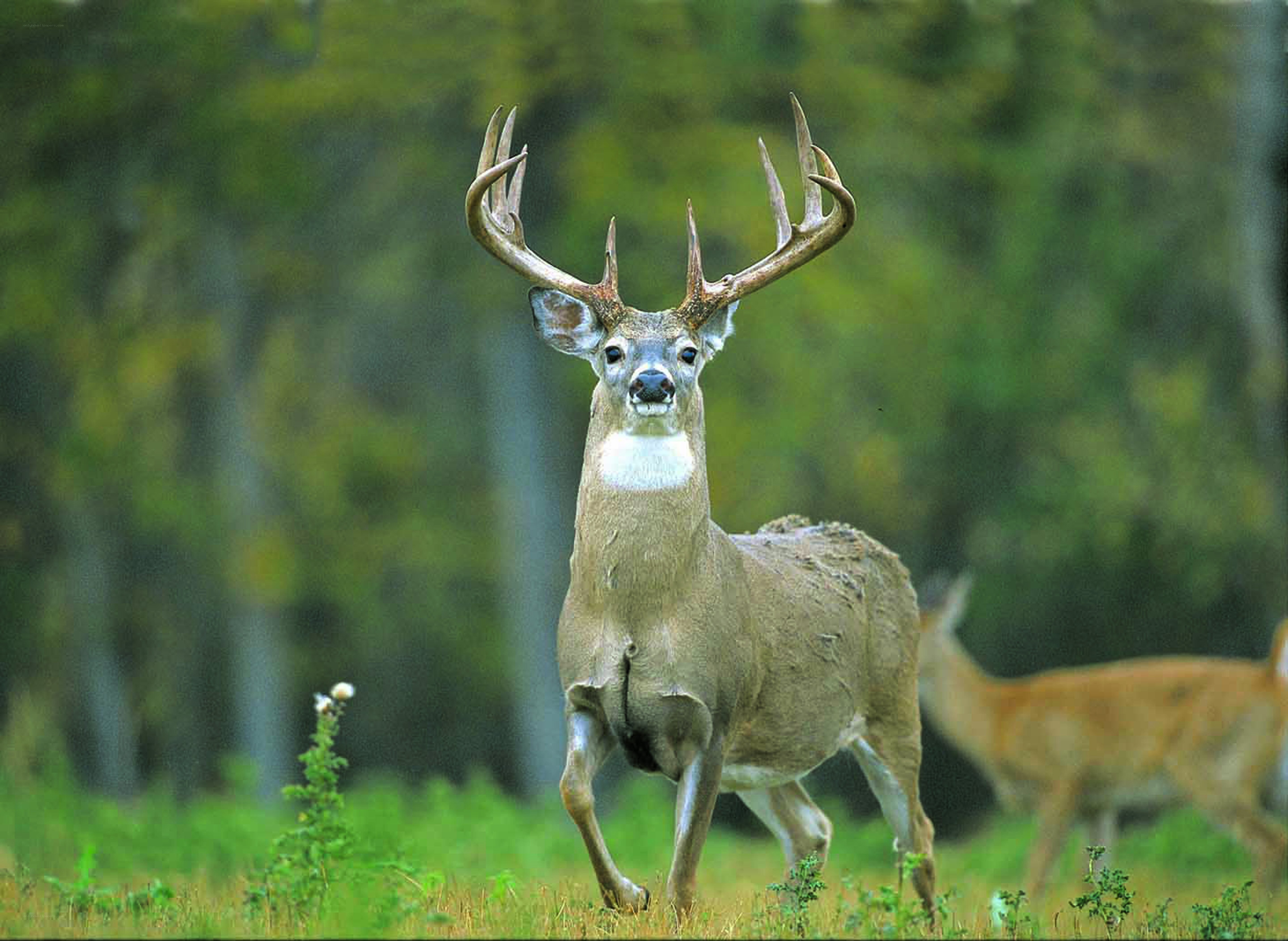 Buck deer in forest