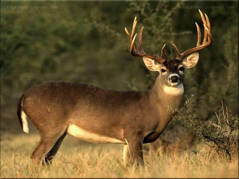 Buck deer in grassy field