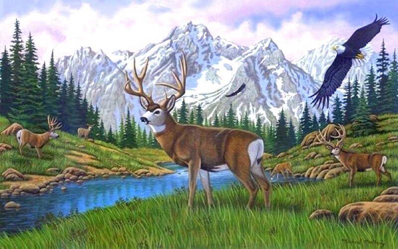 Buck Deer in Mountains