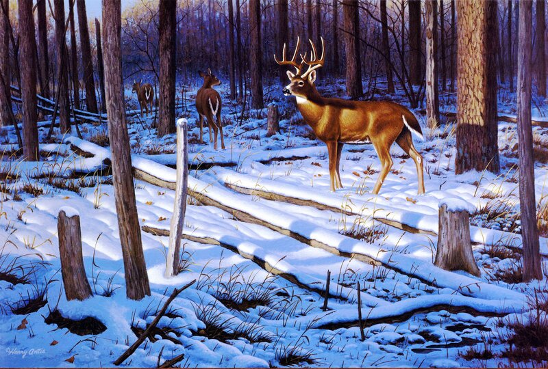 Buck Deer in Snow — Brown