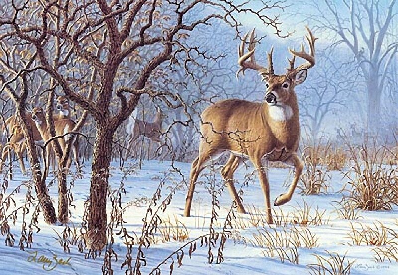 Buck Deer in Snow