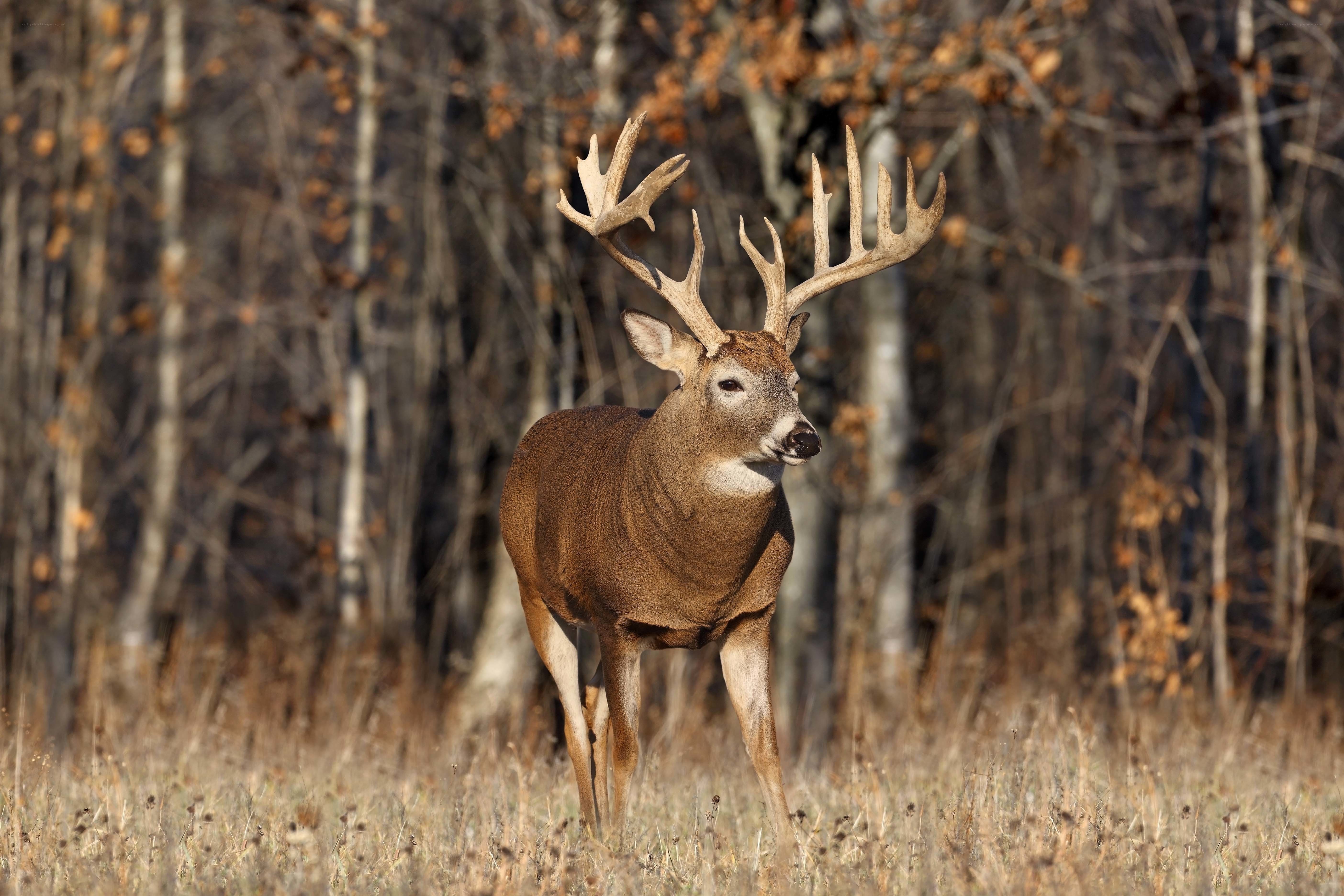 Buck in autumn forest