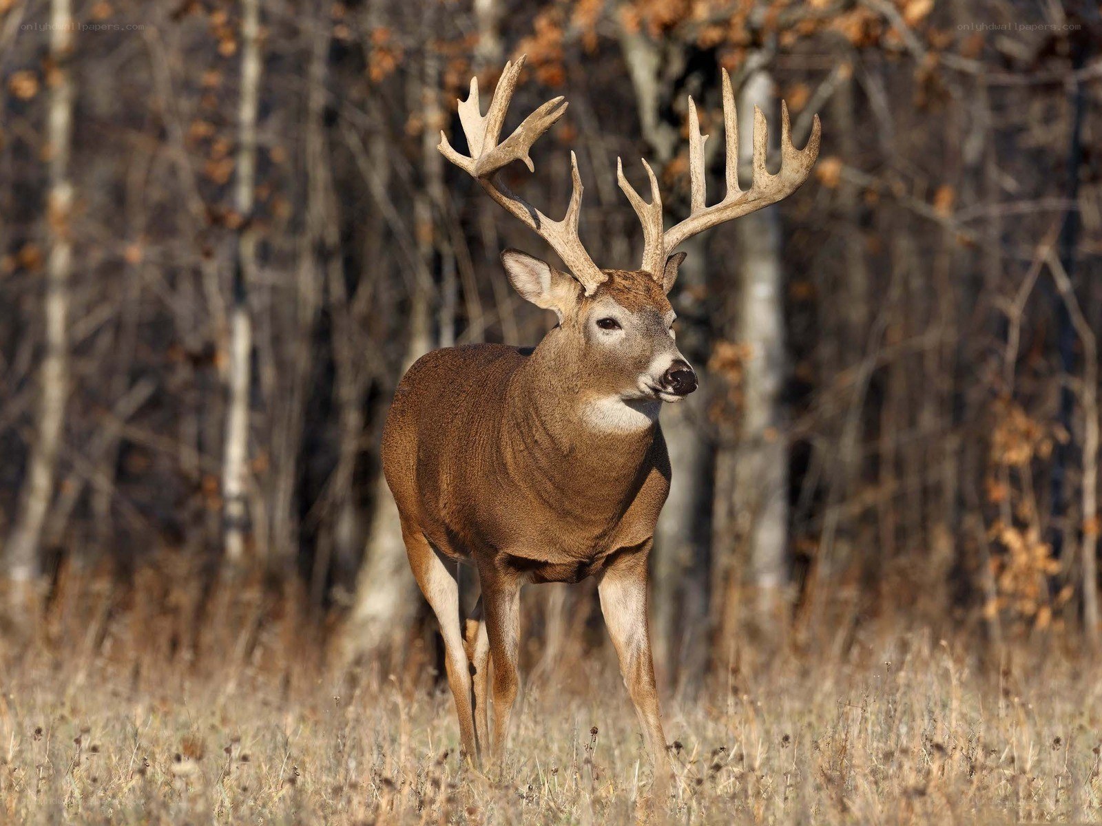 Buck in autumn forest