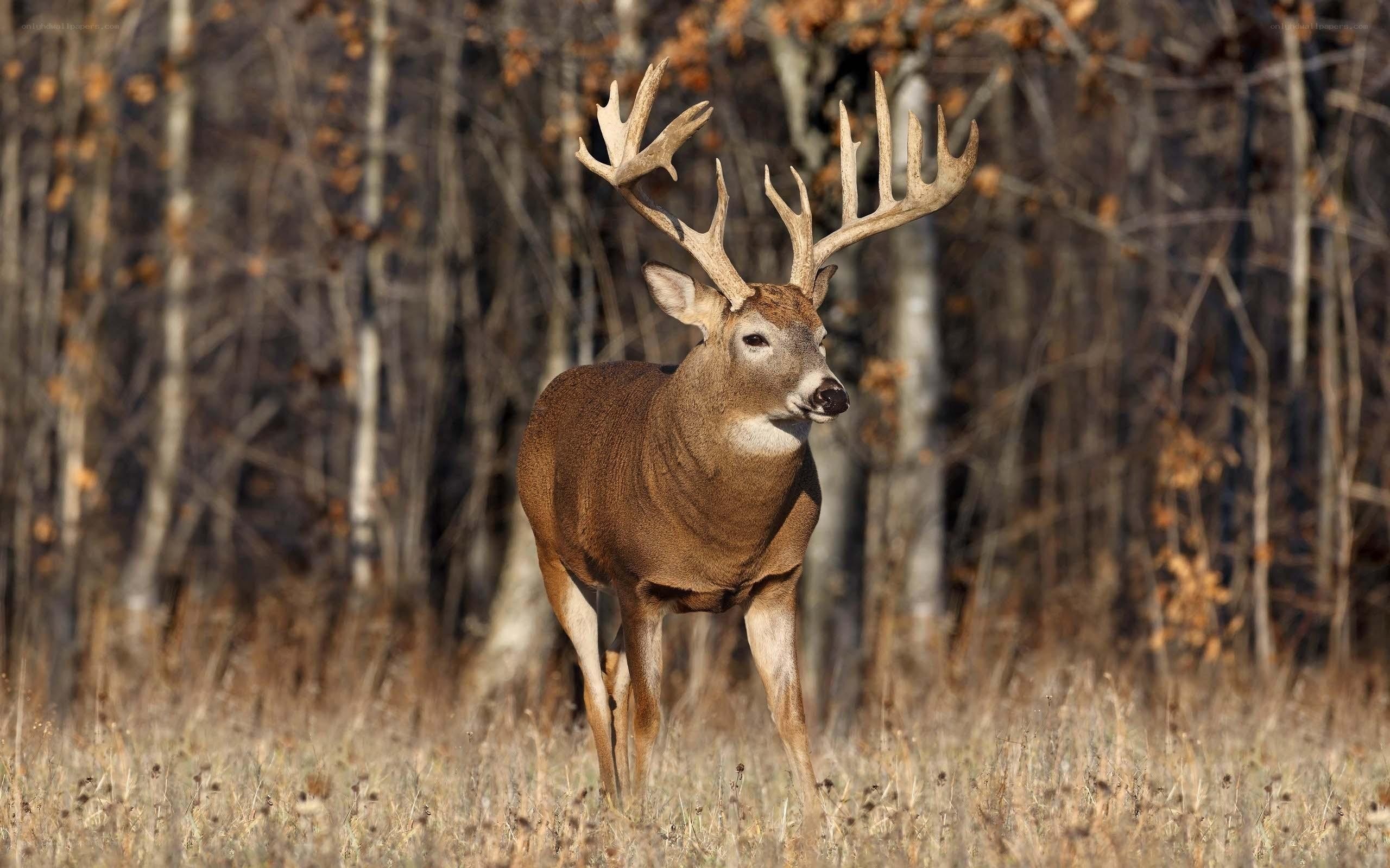 Buck in autumn forest