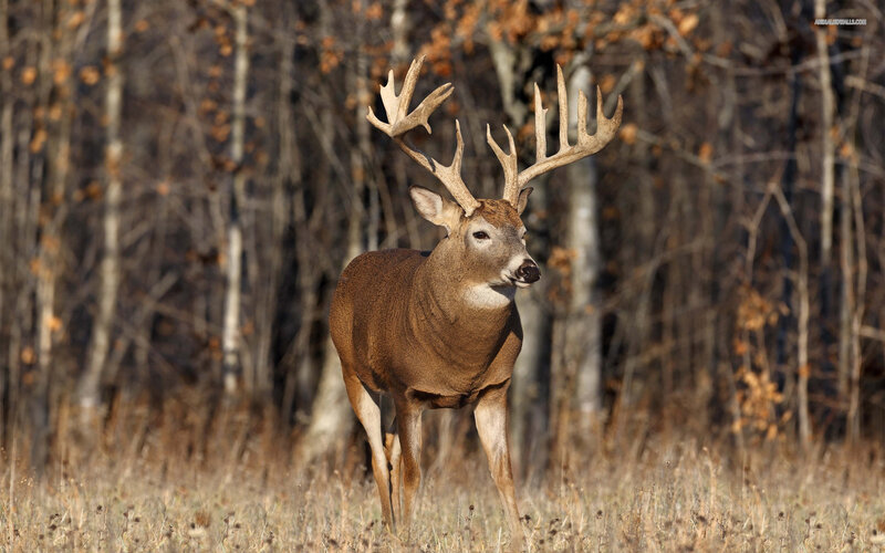 Buck in Autumn Forest — Brown, Calm, Photograph