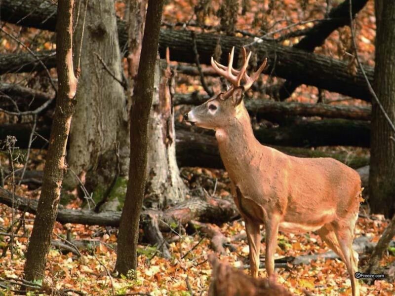 Buck in Autumn Forest — Brown, Calm