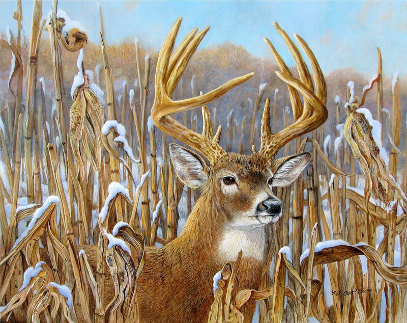 Buck in Cornfield — Brown