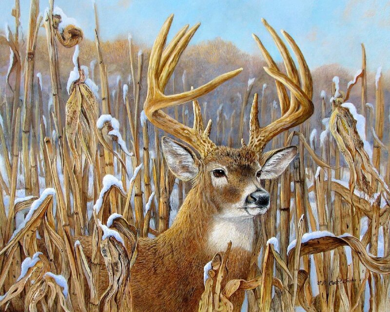 Buck in Cornfield