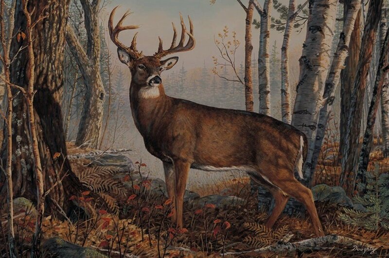 Buck in Forest