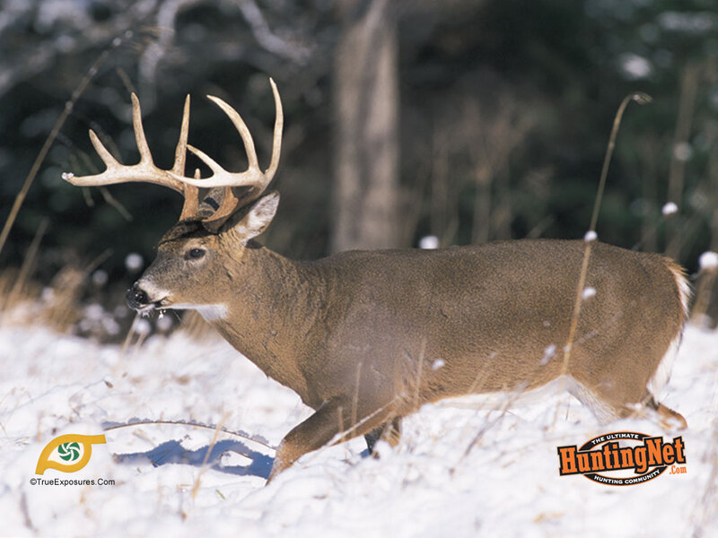 Buck in Snow