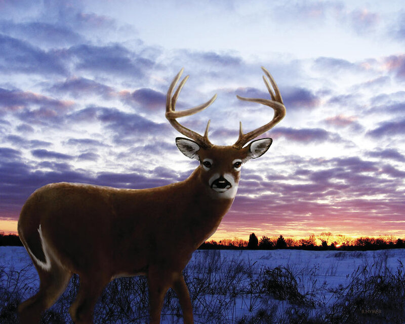 Buck in Snowy Field