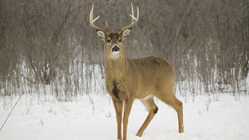 Buck in Snowy Forest