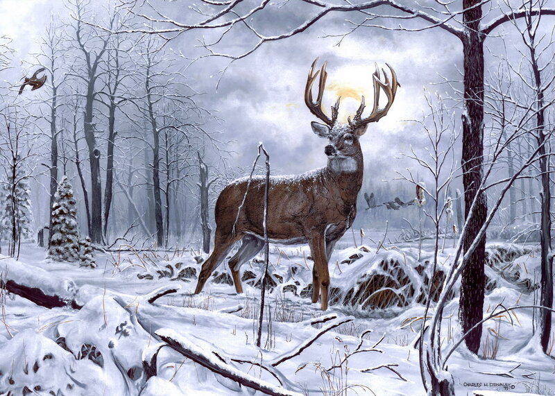 Buck in Snowy Forest — White, Serene