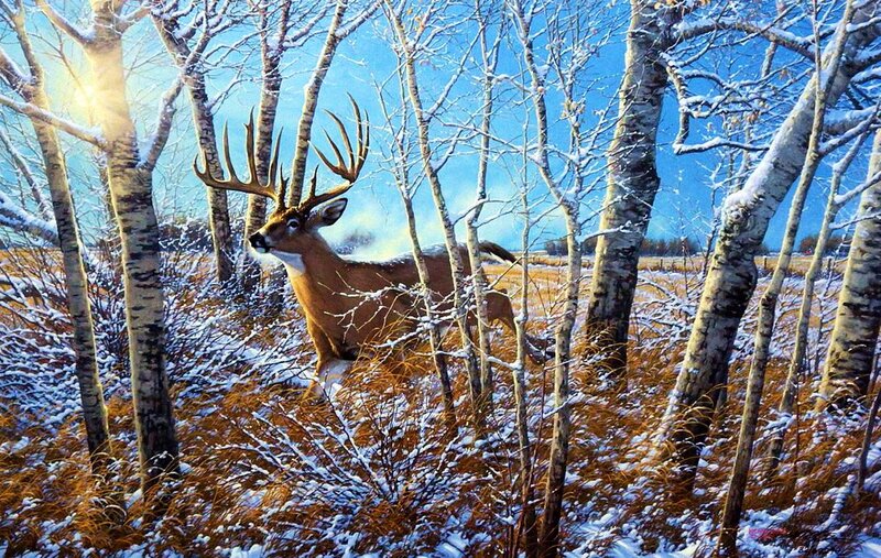 Buck in Snowy Woods