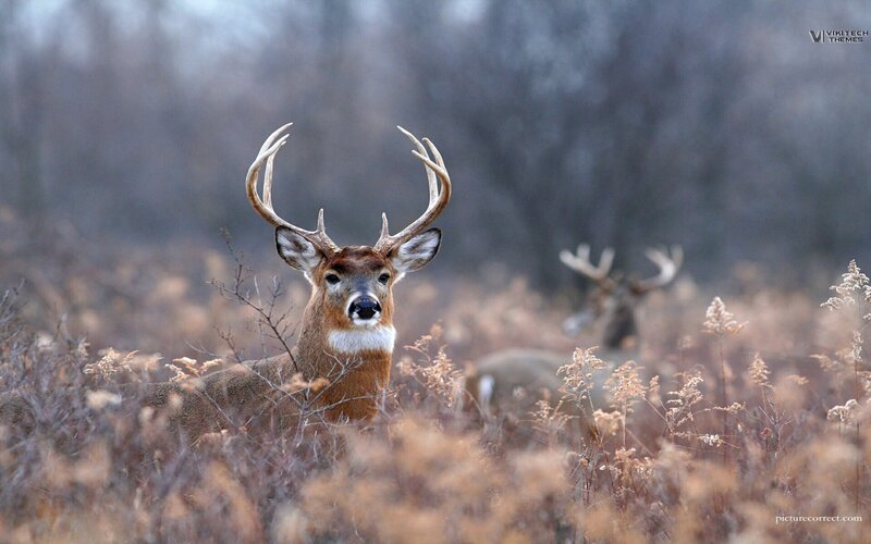 Buck in Tall Grass — Brown, Calm