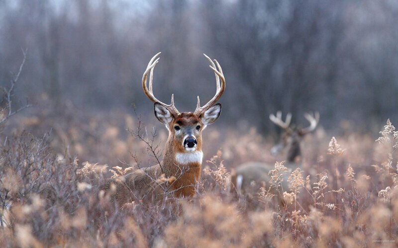 Buck in Tall Grass — Brown