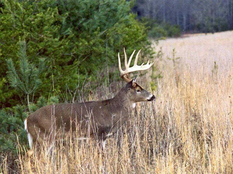 Buck in Tall Grass