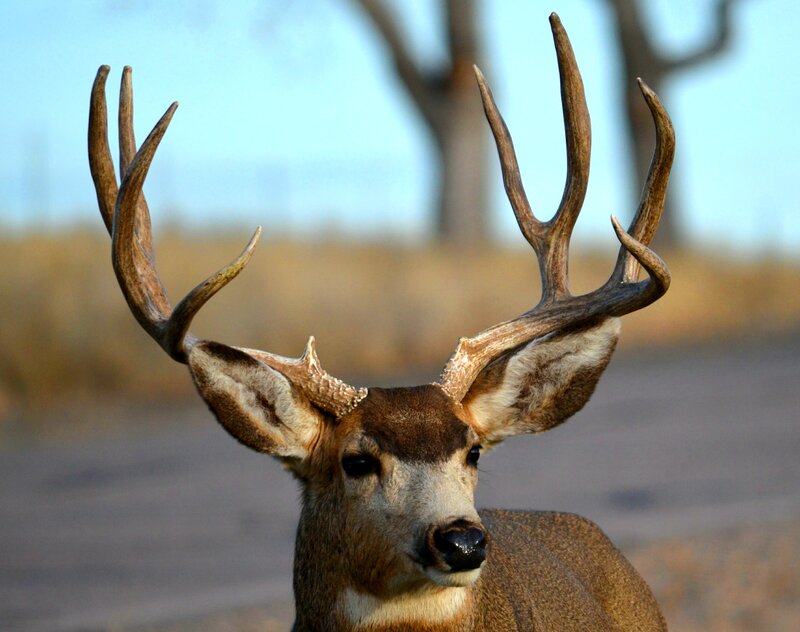 Buck with Antlers — Brown, Calm